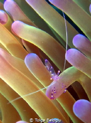 Little one on the soft coral by Tolga Baloglu 